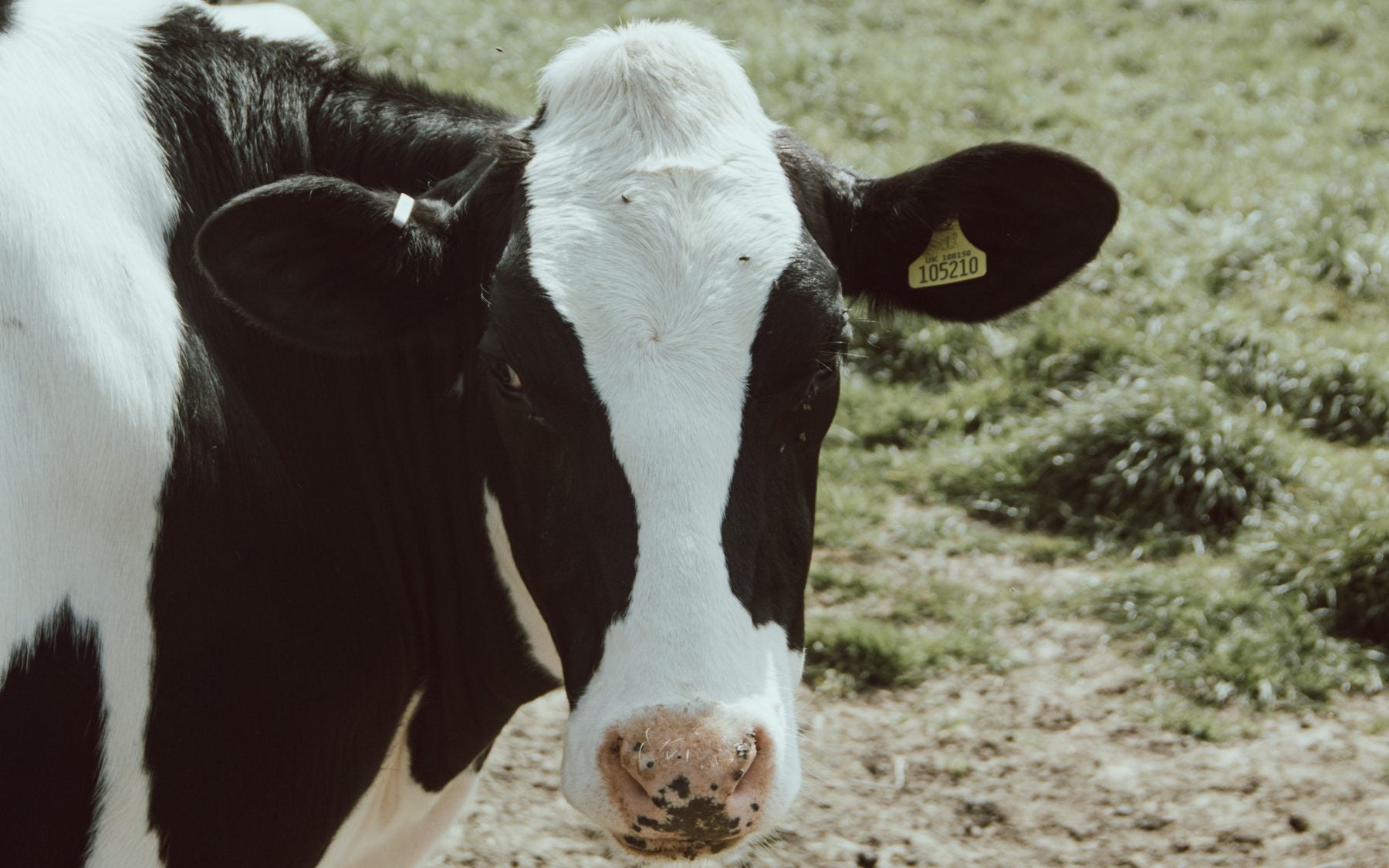 A dairy cow in a field, looking into the camera